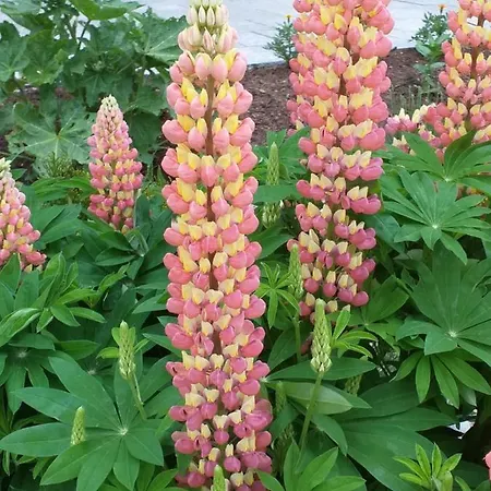 Penzion Waldhof Koppl