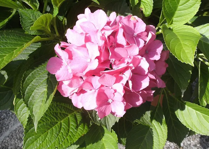 Waldhof